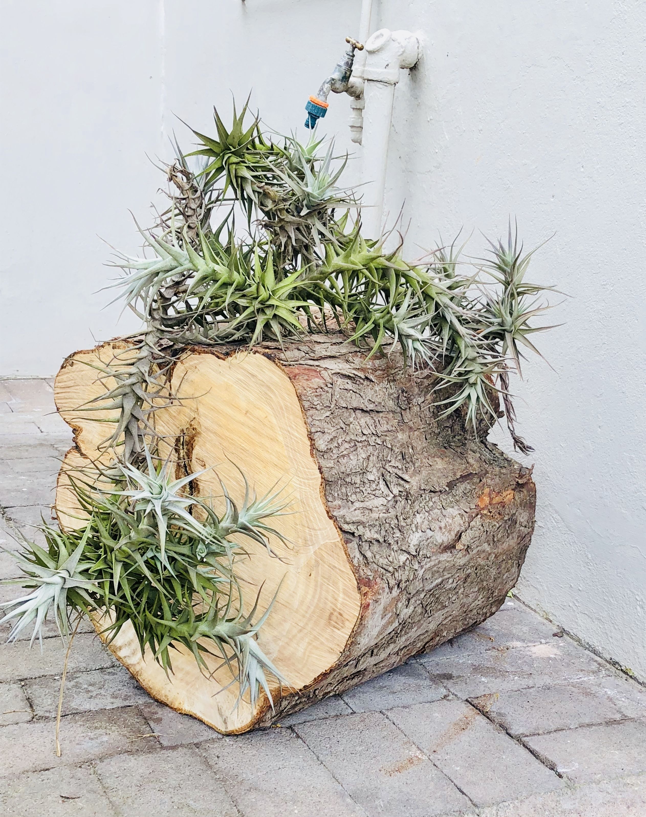 A large tree stump planter with various succulents and cacti.