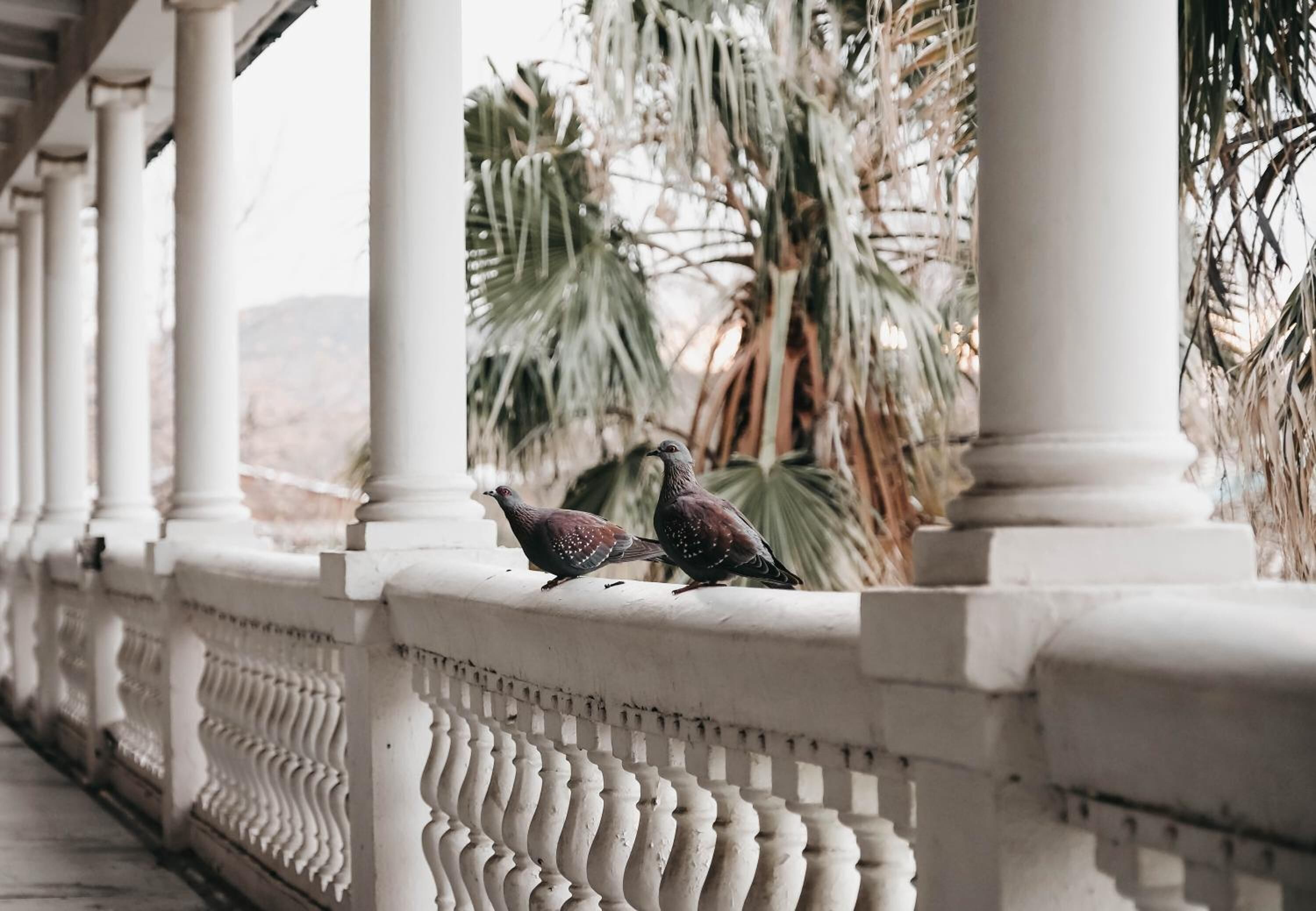 Two pigeons perched on a white balustrade with ornate detailing, surrounded by palm trees and a mountainous backdrop.