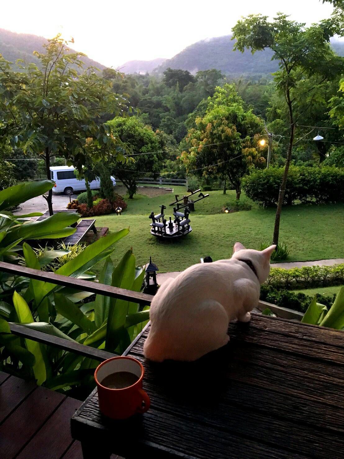 Um porco sentado em um deck de madeira com vista para um jardim exuberante, com uma van branca e um carrinho de golfe ao fundo.