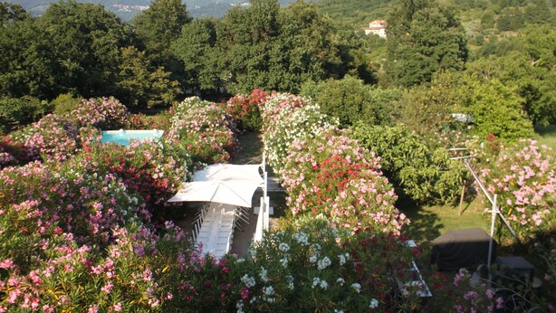 Un jardín con terraza blanca y piscina, rodeado de exuberante vegetación y montañas al fondo.