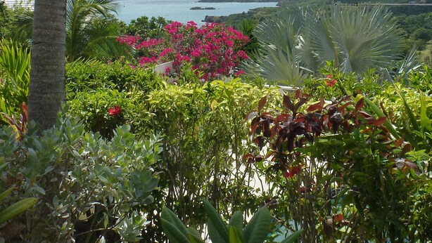 Un jardín tropical con una palmera, flores rosadas y vistas al mar y las colinas.