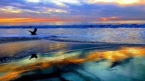 A beach scene with waves and a bird in flight.