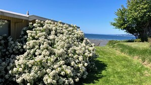 Une pelouse verdoyante et luxuriante, un arbuste à fleurs blanches et une vue sur l’océan.
