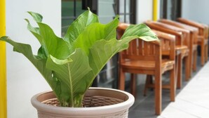 Una planta en maceta de mimbre sobre un suelo de baldosas, con sillas de madera y un poste amarillo al fondo.