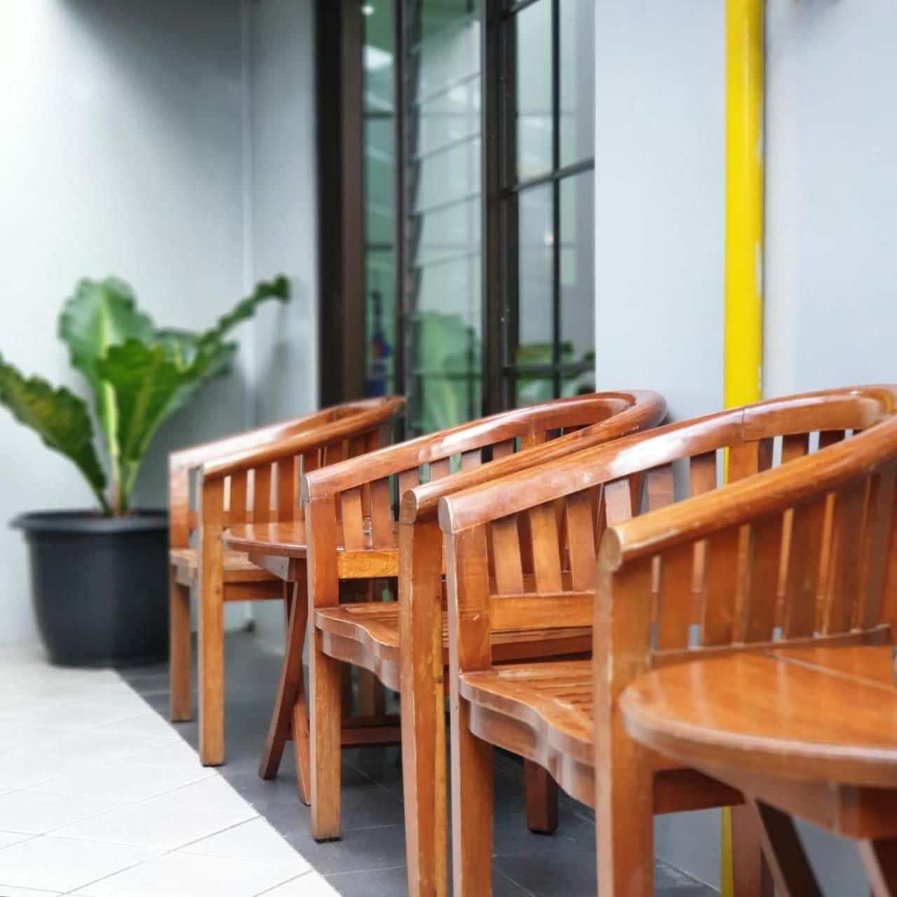A row of wooden chairs aligned against a wall with a potted plant beside them.
