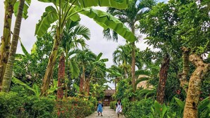 A stone pathway flanked by lush greenery and banana trees, leading to a rustic building. - Mekong Lodge Hotel & Resort (Cai Be)