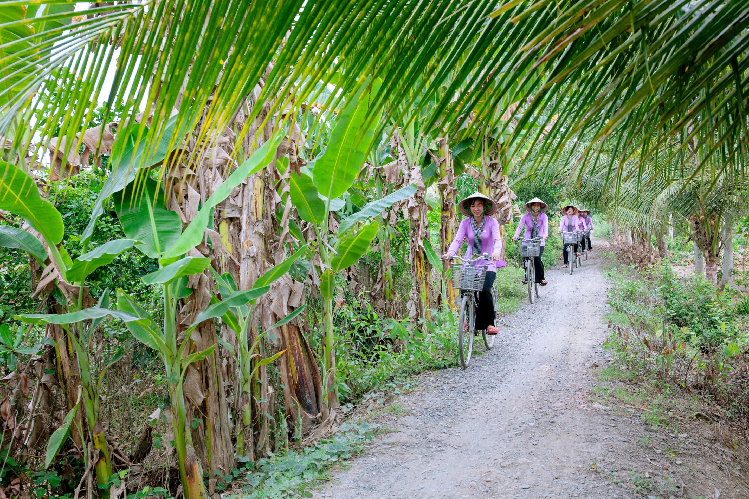 Un sendero bordeado de plantas de banano, con un grupo de personas andando en bicicleta.