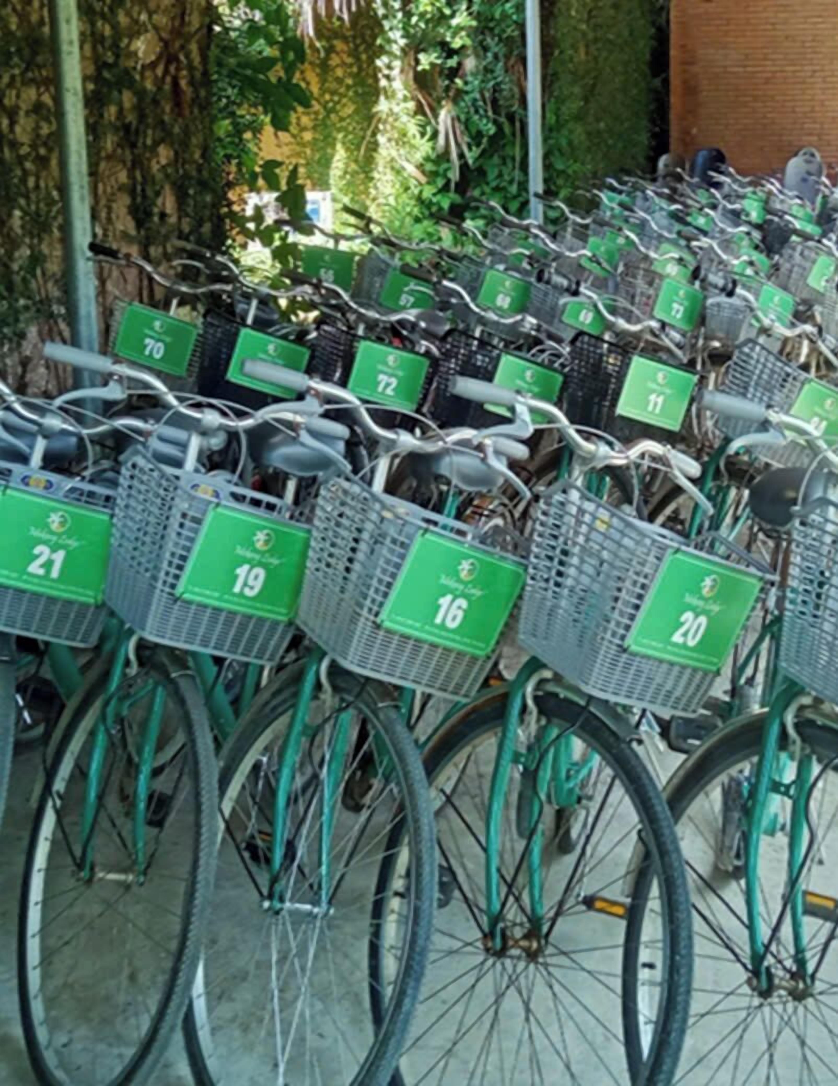 A row of bicycles with numbered rental tags, parked outdoors.