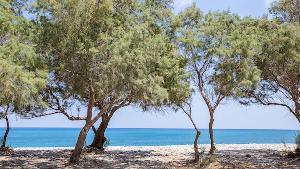 A beach with rocky terrain and trees. - Aadonis Villa (Platanias)