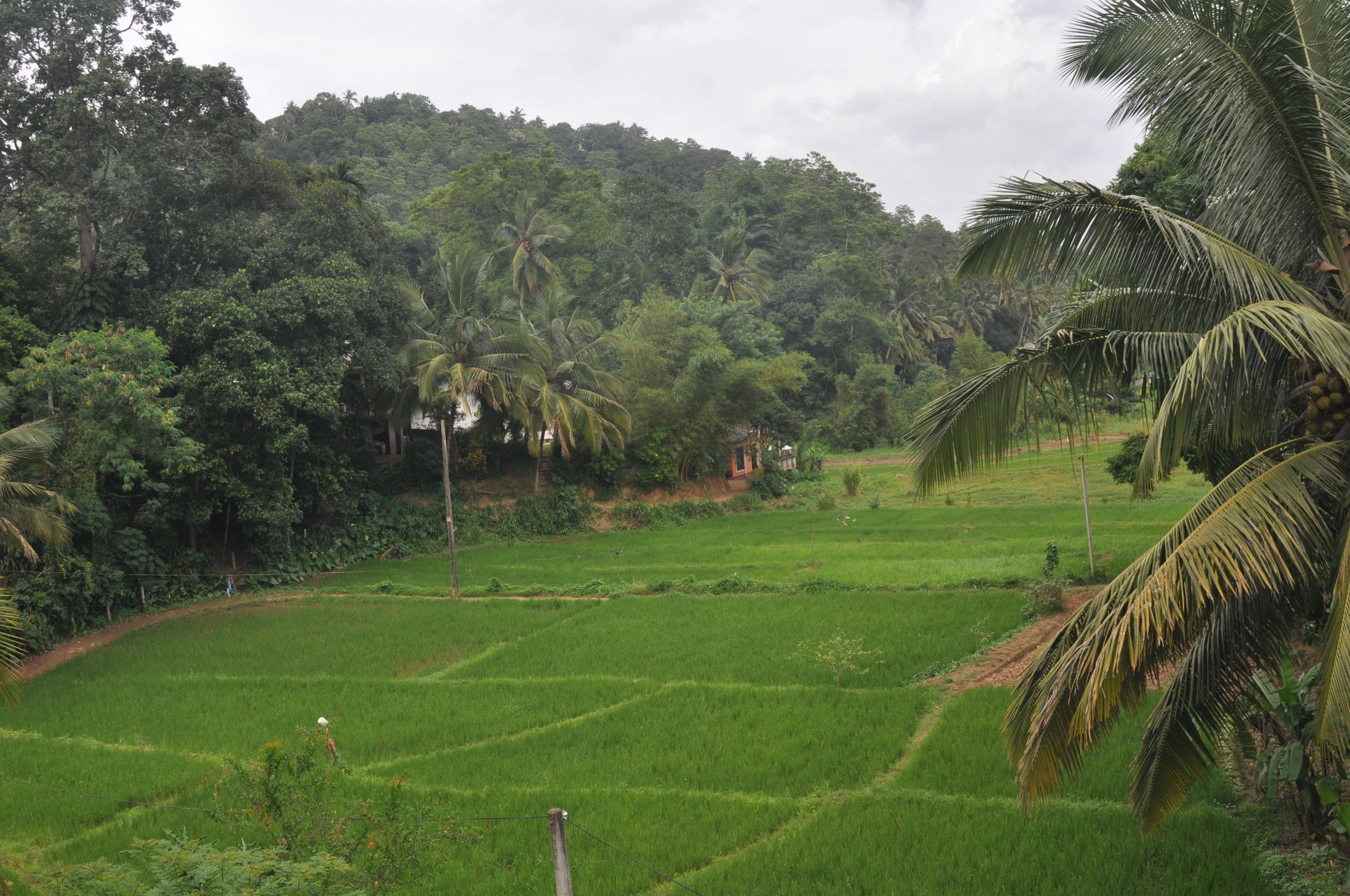 A lush green landscape with terraced fields and palm trees.