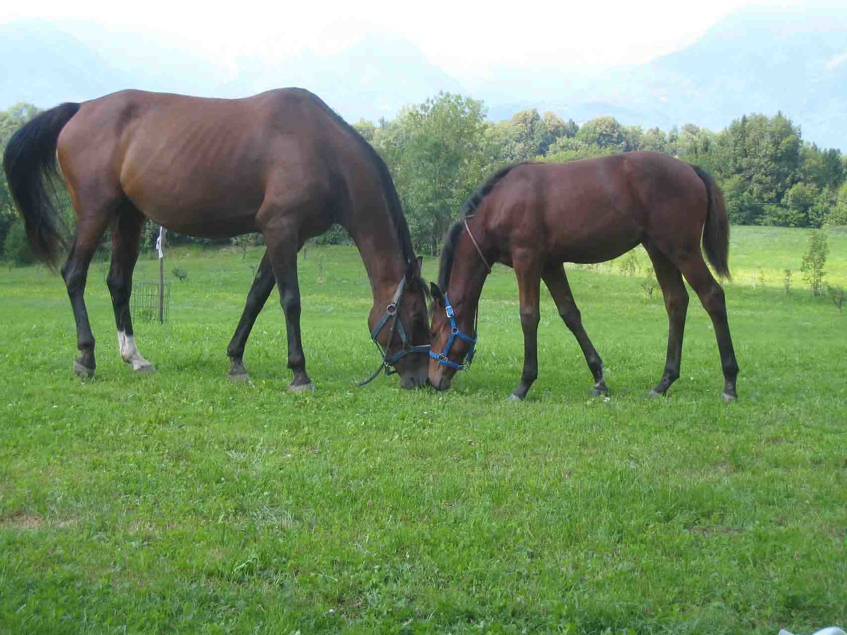Two horses grazing in a grassy field with mountains in the background.