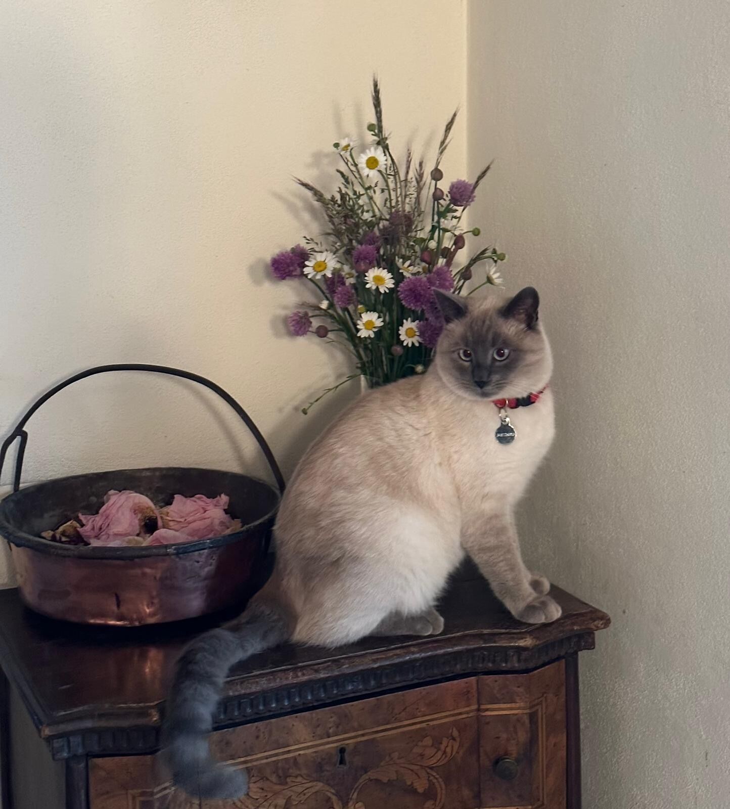Un gato sentado sobre un tocador de madera con un jarrón de flores y un cesto de papel de seda rosa.