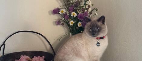 Un gato sentado sobre un tocador de madera con un jarrón de flores y un cesto de papel de seda rosa.