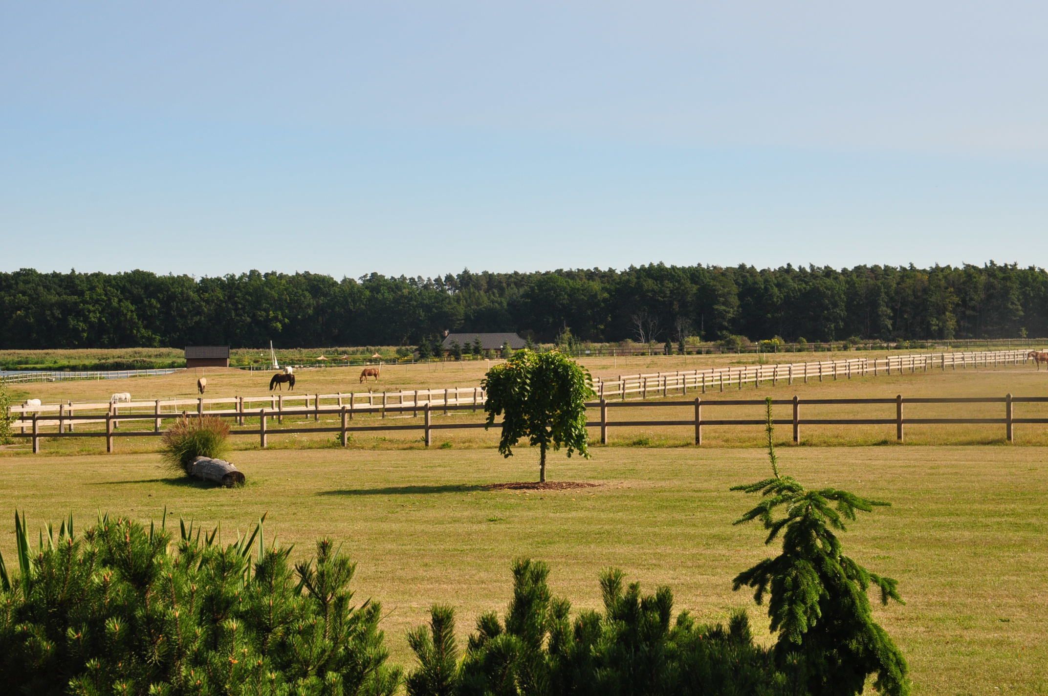 A fenced outdoor area with horses and a tree.
