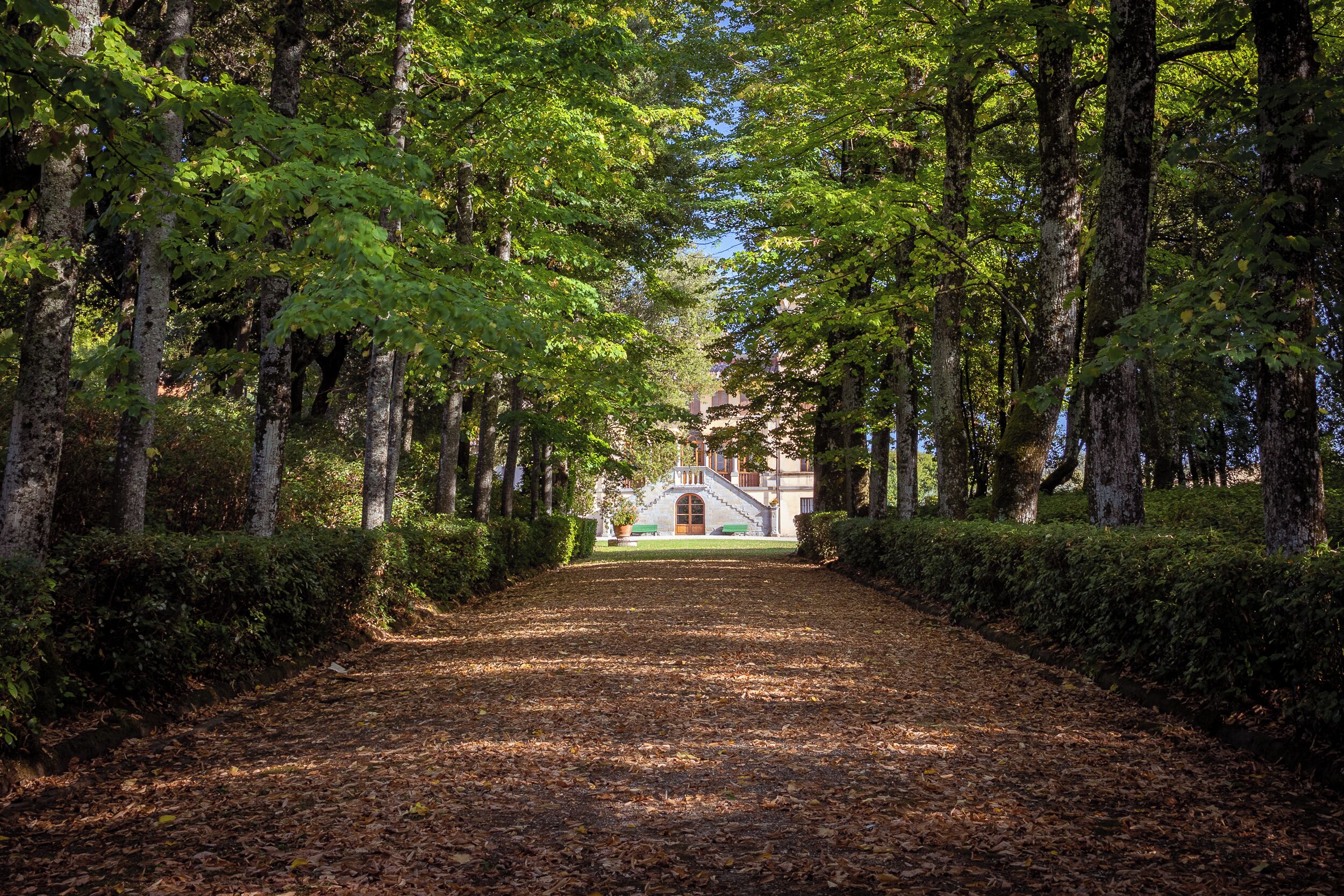 A pathway lined with trees leading to a building with a staircase and a green lawn.