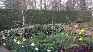A garden with various flowers and a brick wall. - Chalk And Cheese (King's Lynn)