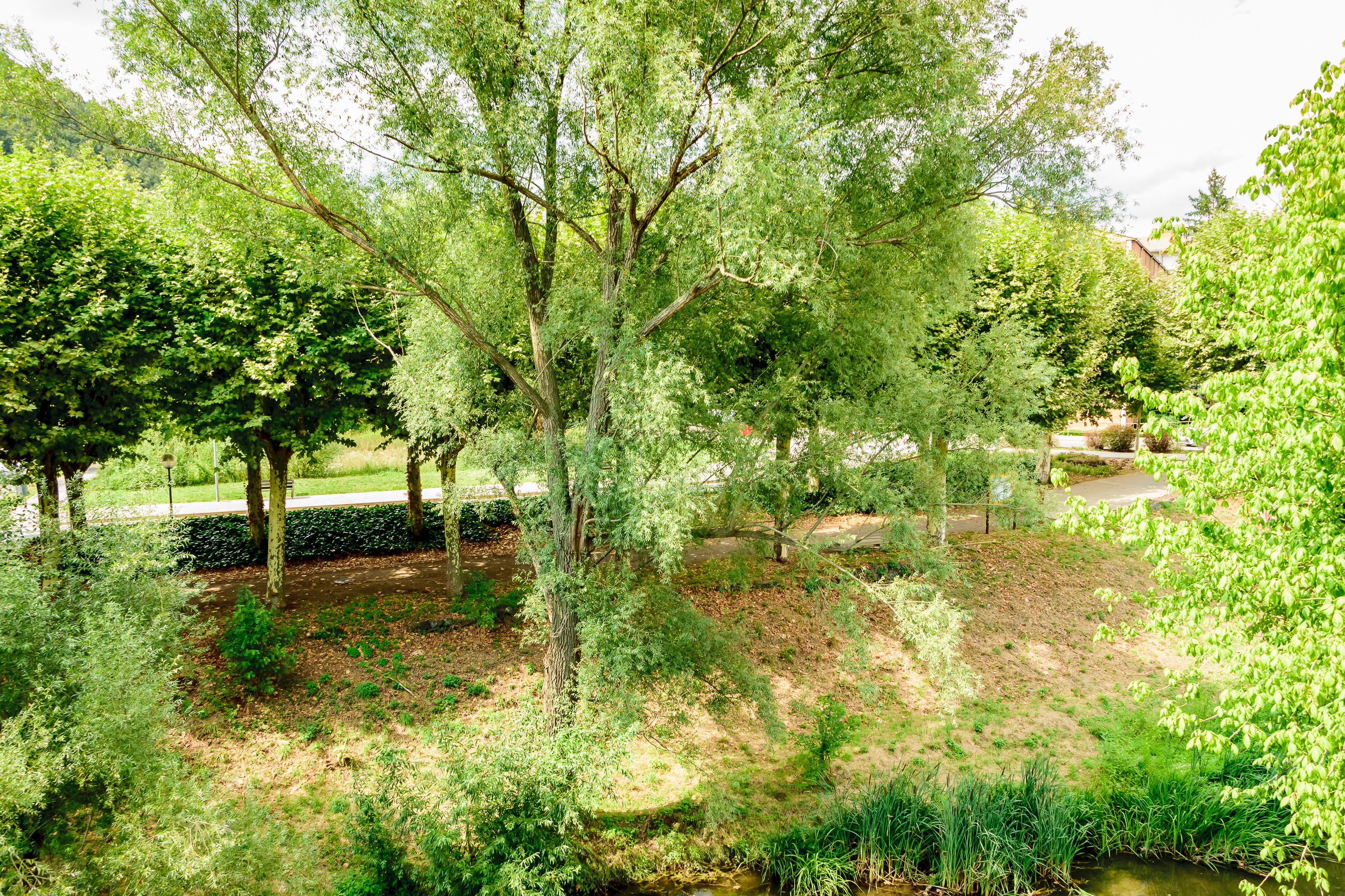 Un parque exuberante con diversas especies de árboles y un pequeño arroyo.