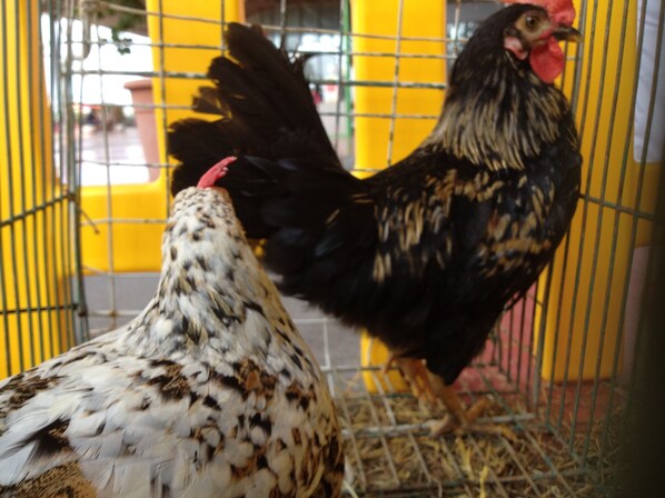 Two chickens in a wire cage with a yellow background. - Agriturismo Le Baccane (Larciano)