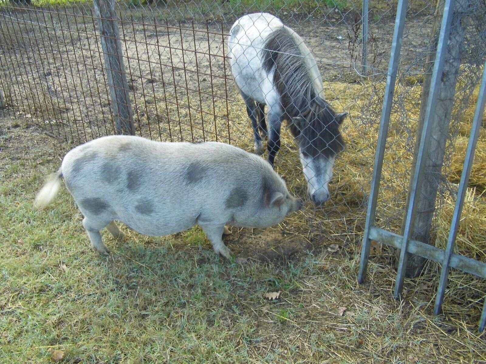 Un cochon et un cheval dans un enclos clôturé, avec du foin par terre.