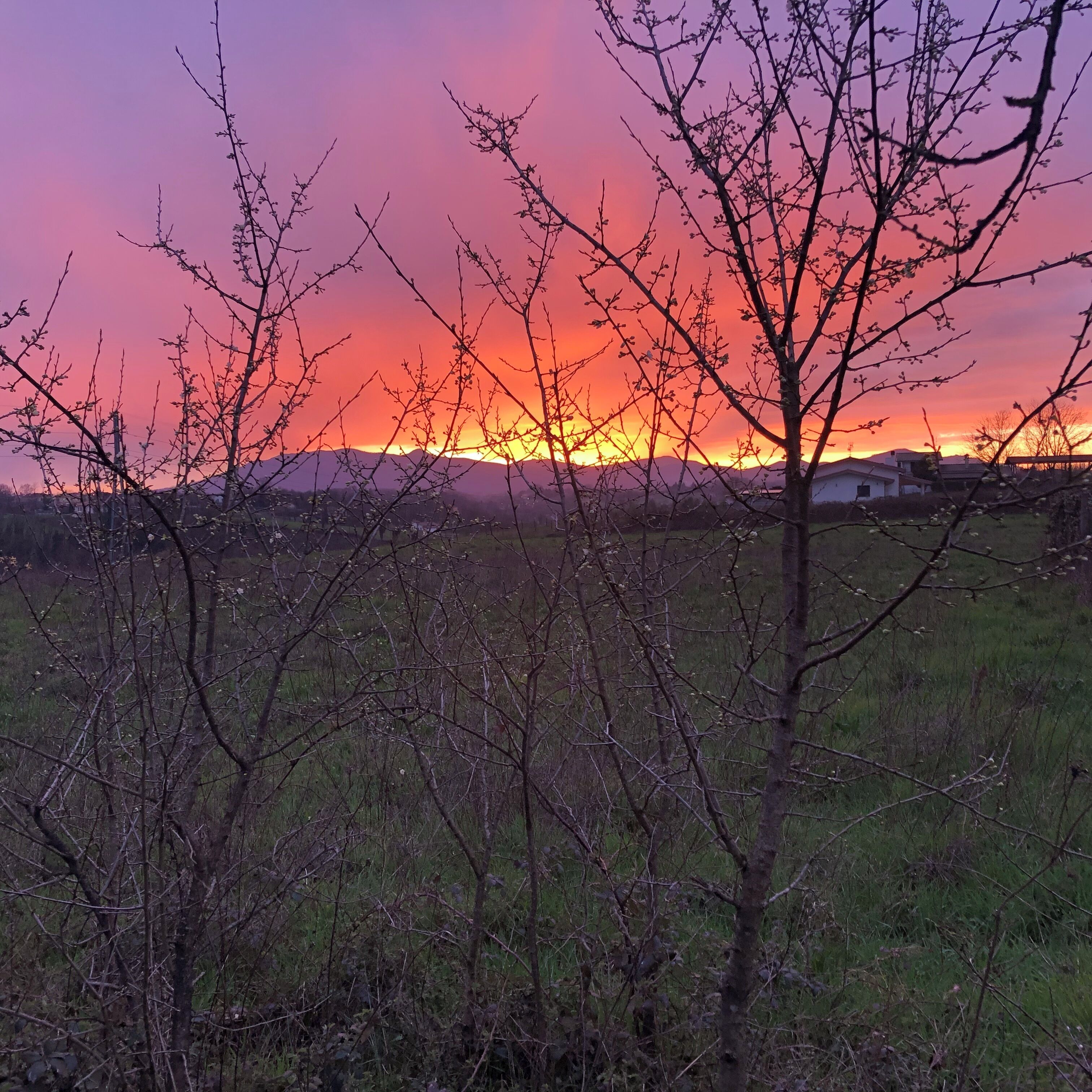 Ein Sonnenuntergang über einem Feld, im Vordergrund ein Baum und im Hintergrund ein Gebäude.