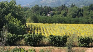 Viñedo con hileras de girasoles y una construcción de piedra al frente.