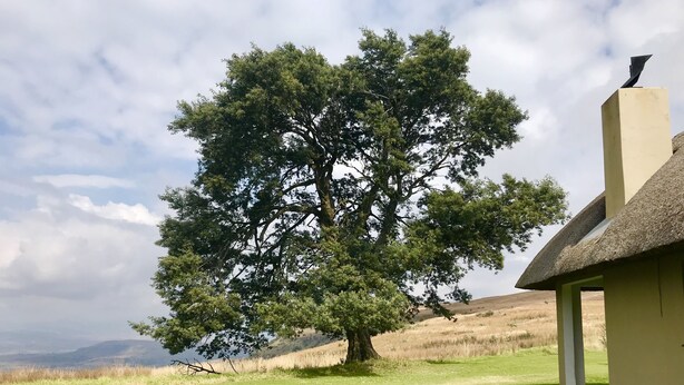 A tree in front of a building with a thatched roof. - Windmill Farm (Jagersrust)