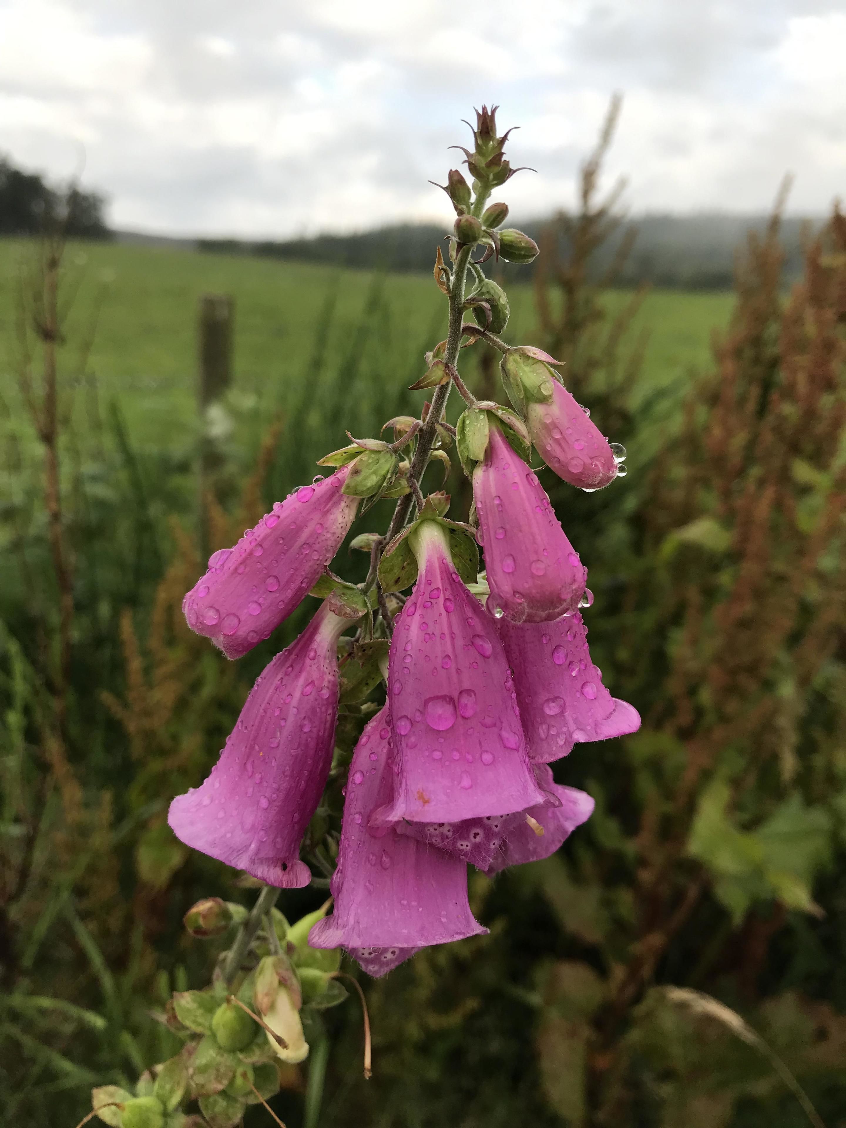 Un gros plan d’une fleur en forme de cloche, parsemée de gouttes d’eau, sur fond d’un champ verdoyant flou et d’un ciel nuageux.