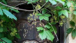 A weathered wooden door with peeling paint and green foliage overhanging. - La Belugue (Beaumont-de-Pertuis)