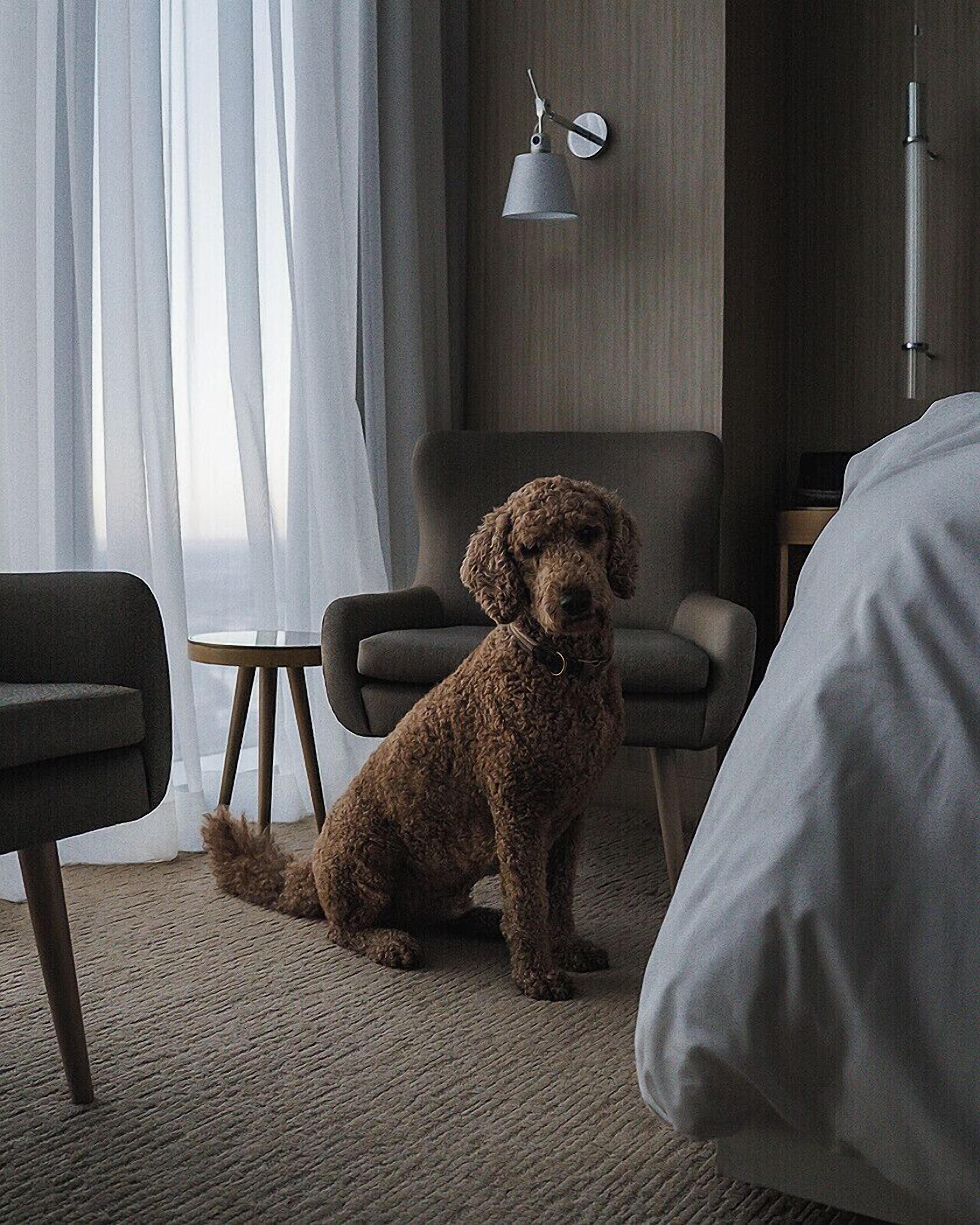 A modern hotel room with a large bed, a sitting dog, and a wall-mounted lamp.