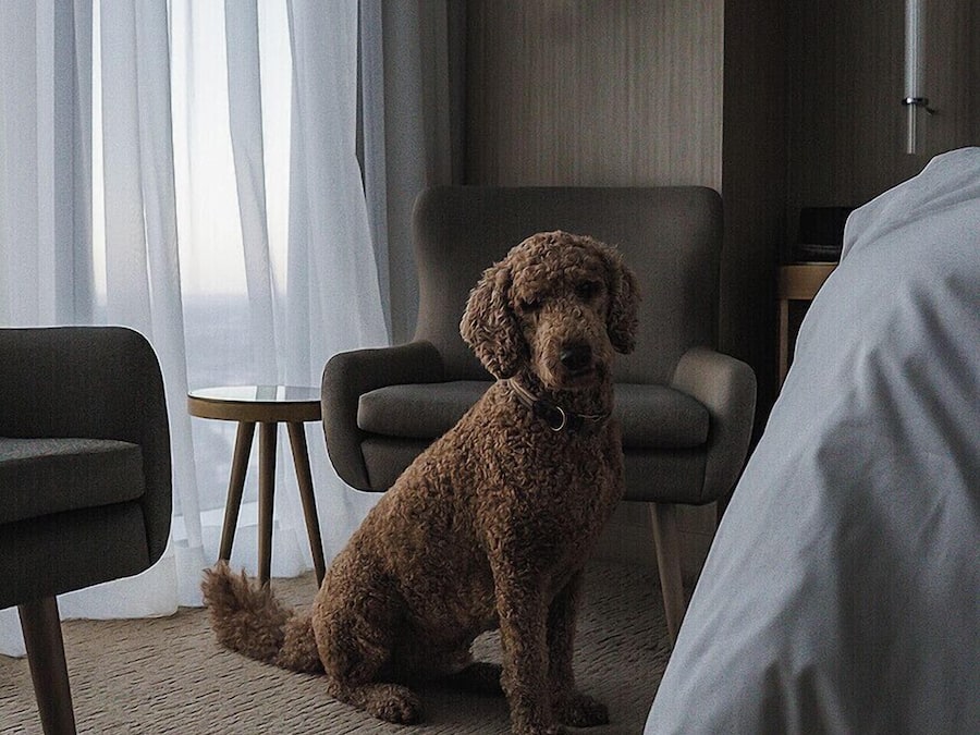 A modern hotel room with a large bed, a sitting dog, and a wall-mounted lamp.