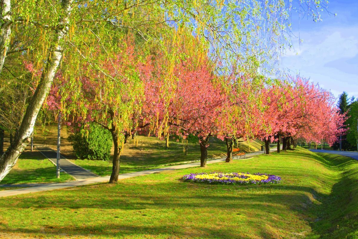 A park with trees in full bloom, a paved walkway, and a flower bed.