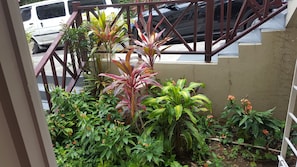 Garden - Beautiful Tallyman (Montego Bay)