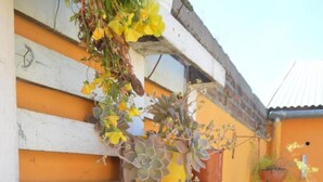 Pared amarilla con tablones horizontales blancos y varias plantas en macetas, incluidas suculentas y plantas con flores.