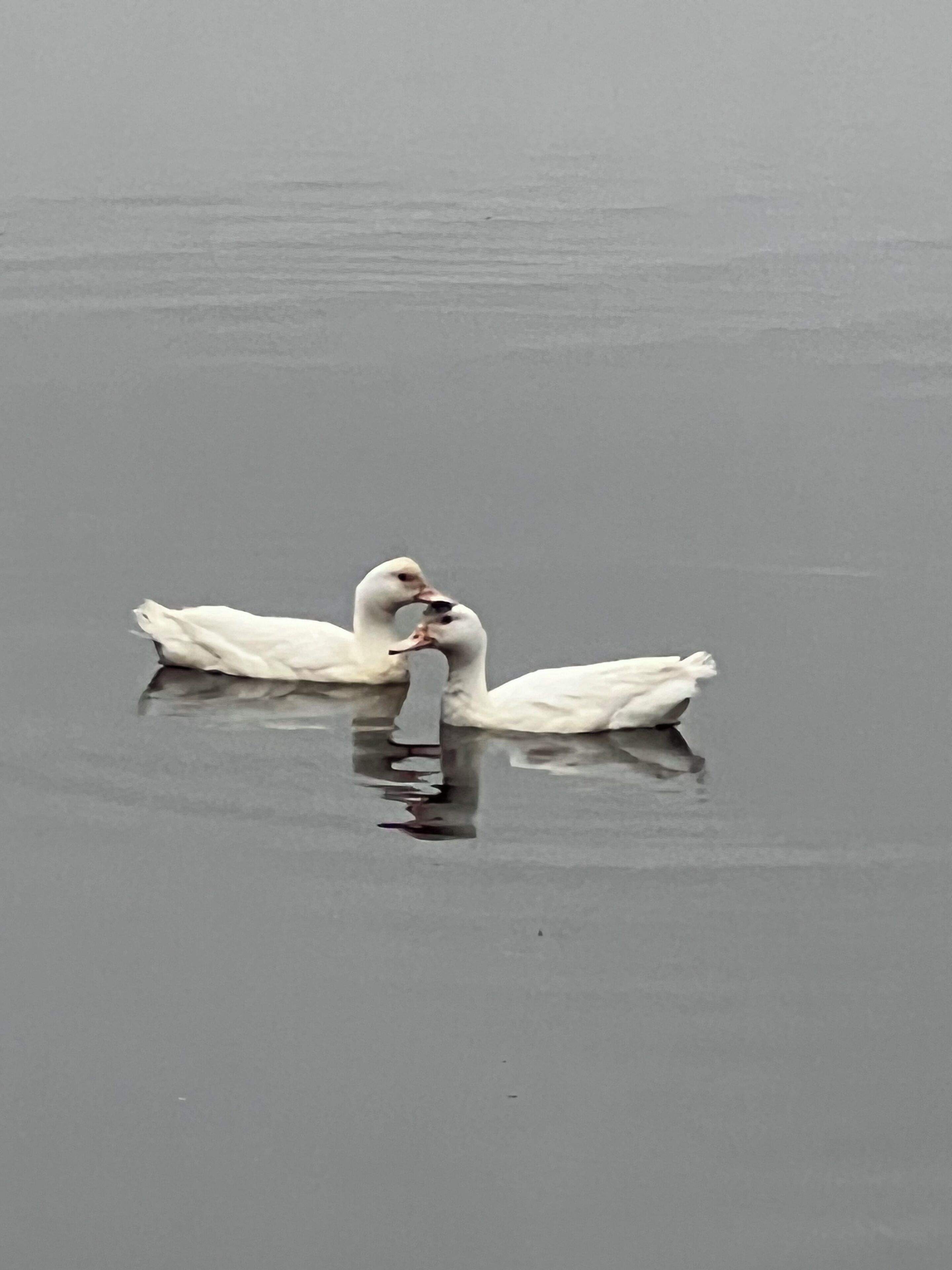 Three swans on a calm body of water.