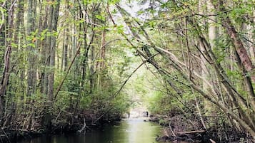 Une zone boisée paisible, avec un cours d’eau tranquille, entourée d’arbres denses et d’une végétation luxuriante.