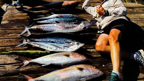 A wooden dock with several fish laid out on it, a person sitting nearby, and a boat in the background.