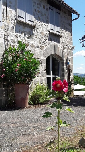 Un edificio de piedra con una planta en maceta grande y una flor destacada en primer plano.