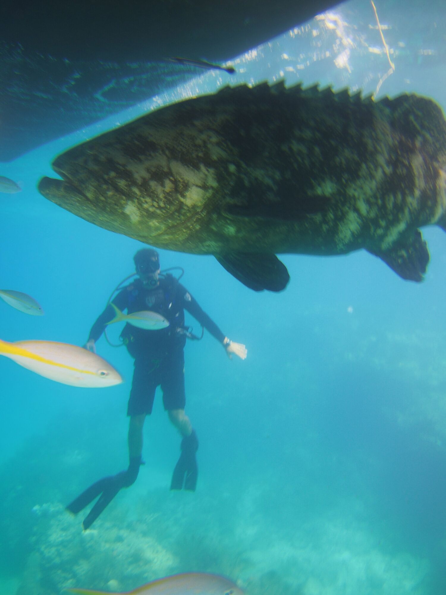 Un plongeur, avec un grand poisson en arrière-plan.