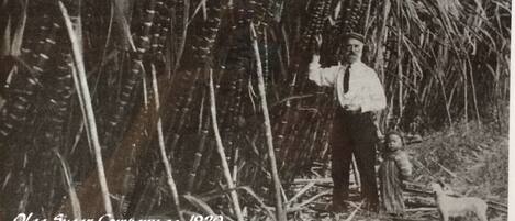 A man in a suit inspecting cane growth in a field.