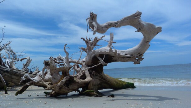 Een grote, kronkelende boom op een zandstrand, met de oceaan op de achtergrond.