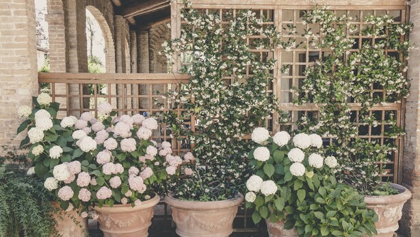 Potted plants with white and pink flowers in front of a brick wall with wooden lattice. - La Luna nel Pozzo (Parma)