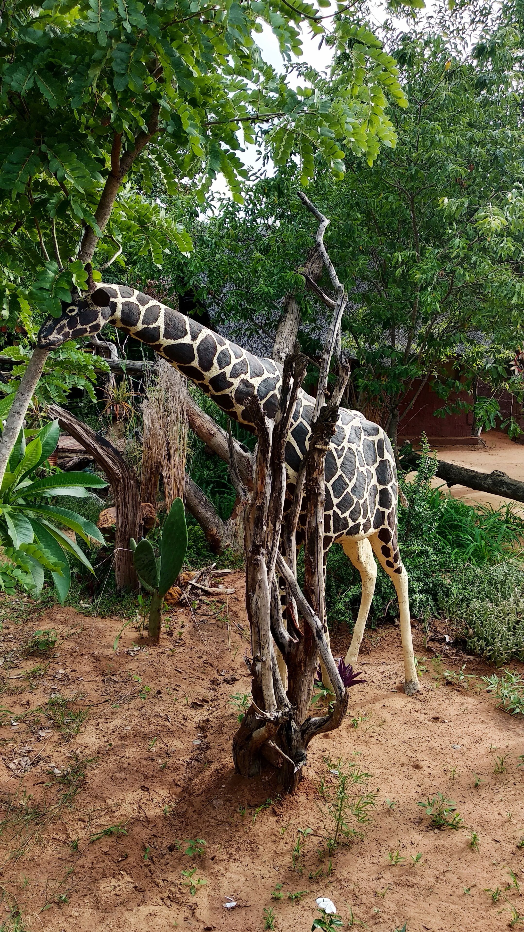 A giraffe in a naturalistic enclosure with trees and shrubs.