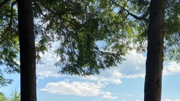 Un hamac tendu entre deux arbres, d’où l’on a une vue sur un lac, avec un paysage boisé en arrière-plan.