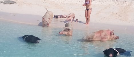 Aan het strand, ligstoelen aan het strand, strandlakens, een strandbar