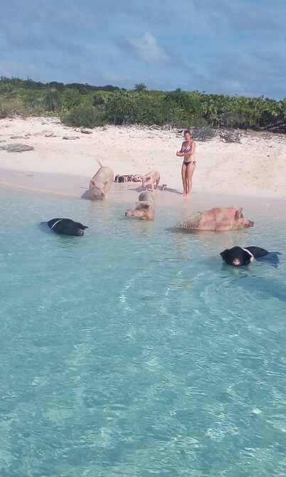  The Swimming Pigs Resort-Blue Marlin