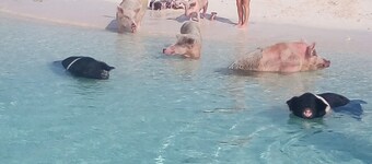 The Swimming Pigs Resort-Blue Marlin