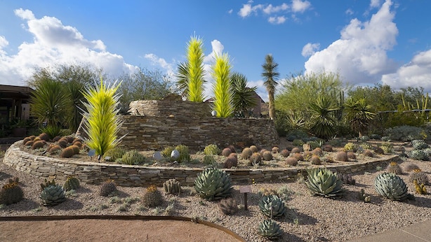Un jardí al desert amb diversos cactus i suculentes, un mur de pedra i un cel blau clar.