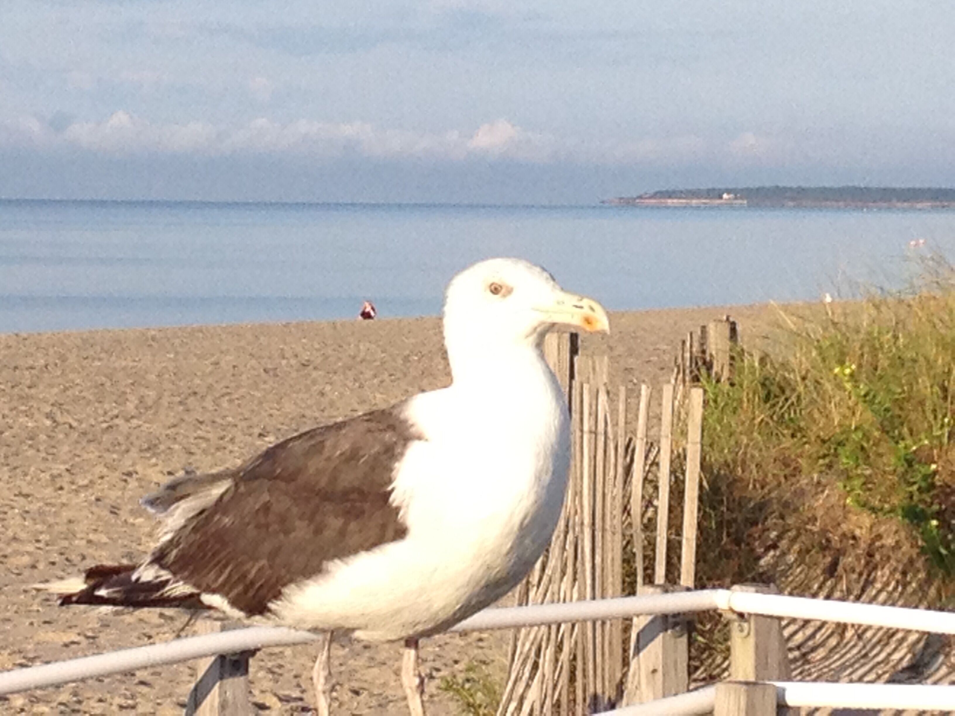 A seagull perched on a fence near a beach with a clear sky and calm sea in the background.