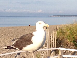 Nära stranden