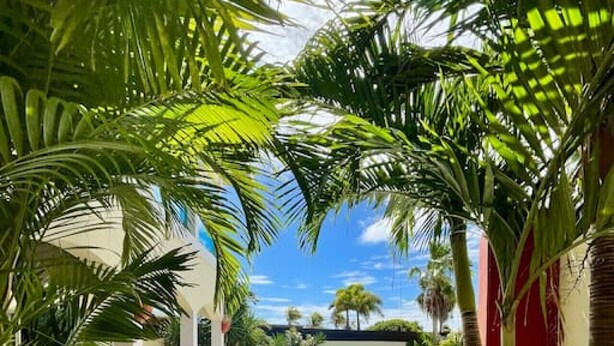 A pool area with a stone pathway, palm trees, and lounge chairs. - Private Villa & Apartment with Pool in Palm Beach! (Noord)